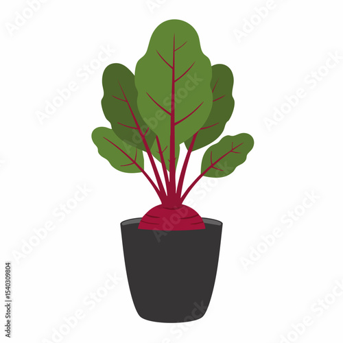 Vibrant Beetroot Plant in Dark Pot, Lush Green Foliage