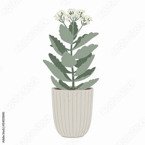 Stylized Kalanchoe Plant with Delicate White Flowers in a Striped Pot