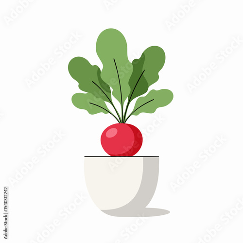 Vibrant Red Radish in Minimalist White Pot