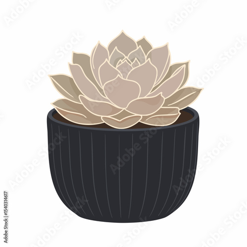 Elegant Echeveria Succulent in a Dark Ribbed Pot, Graphic Illustration