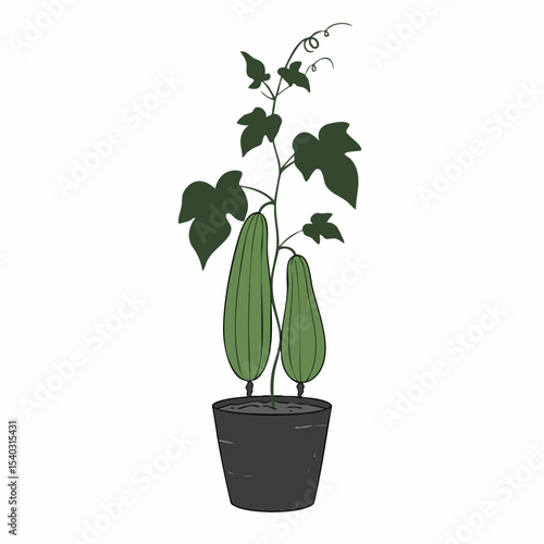 Potted Luffa Plant with Two Elongated Fruits and Curling Tendrils Illustration