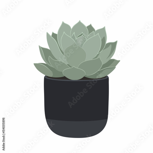 Elegant Echeveria Succulent in a Dark Pot