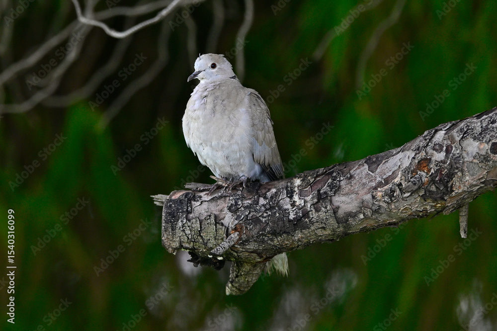 Fototapeta premium Türkentaube // Collared dove (Streptopelia decaocto)