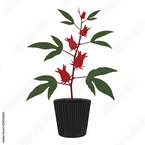 Potted Roselle Plant with Crimson Calyces and Deep Green Foliage