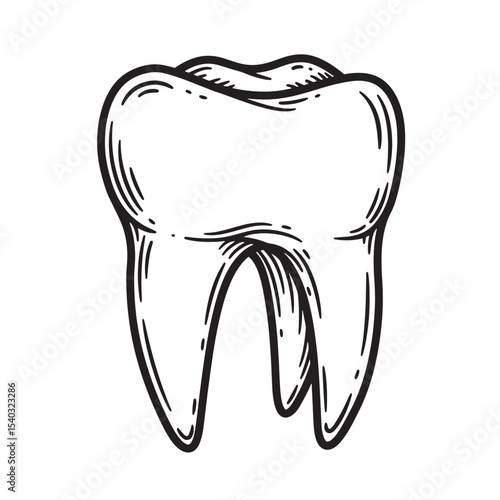 Detailed black and white illustration of a human molar tooth in a vintage art style