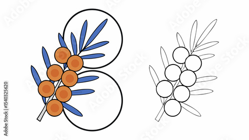 Sea Buckthorn Branch, Colored and Line Art Illustration