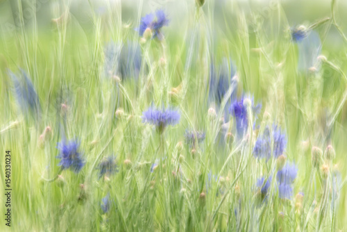 Impressionistic photo of blue cornflowers blooming in a green field with motion blur on a summer day in Iowa. 