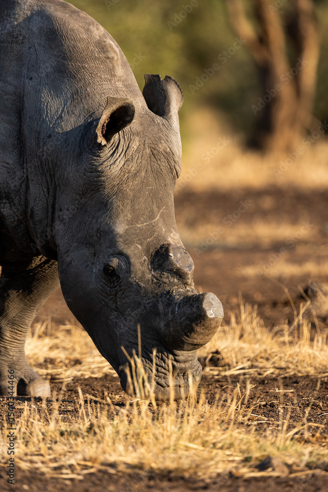 Obraz premium a portrait of a white rhino bull