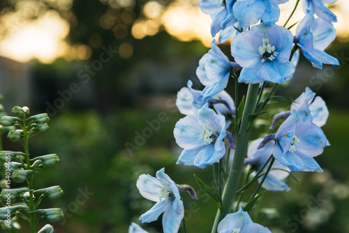 blue delphinium flowers at sunset in the garden