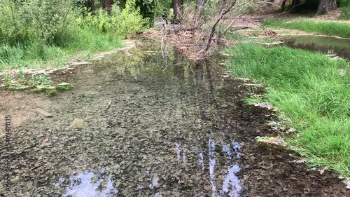 Calm waters on the banks of a stream, with fallen leaves at the bottom. Some reflections of the sky on the surface. The water is crystal clear, and lush flora surrounds it.