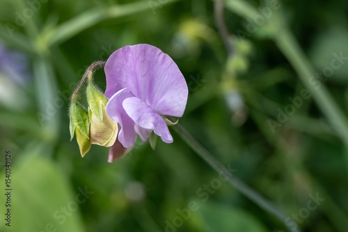 close up of purple sweet pea lathyrus odoratus flowers with a blurred green background