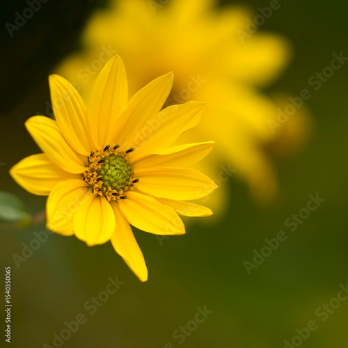 yellow flowers in a garden - soft focus