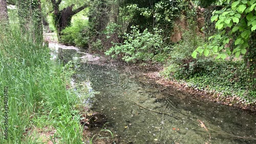 Calm waters on the banks of a stream, with fallen leaves at the bottom. Some reflections of the sky on the surface. The water is crystal clear, and lush flora surrounds it.