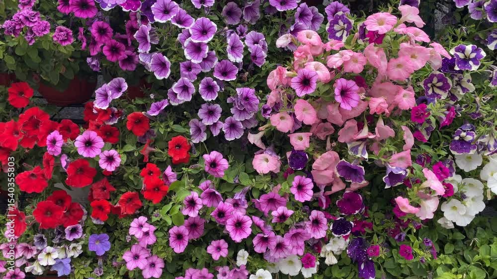 Colorful petunia flowers in full bloom with lush green leaves, perfect for a vibrant background Colorful petunia flowers in full bloom with lush green leaves, perfect for a vibrant background