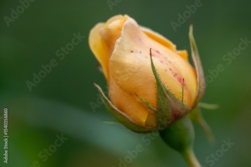 close up a yellow rose bud with a blurred green background