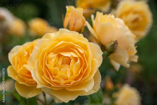 close up of beautiful yellow rose flowers and buds