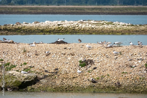 Black headed gull chroicoccephelus ridibundus with chicks on the oyster beds Hayling Island Hampshire England