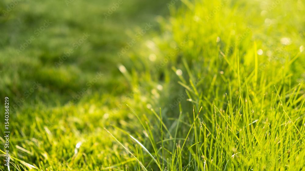 Fototapeta premium Green juicy grass on the lawn close-up at sunset. The border of the mown lawn.