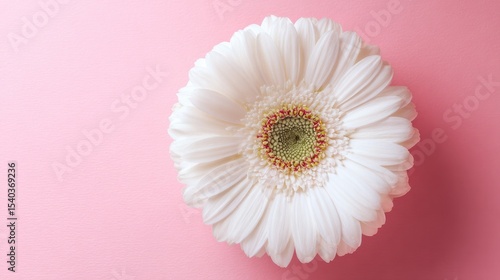 White flower on pink background, minimalist floral elegance and delicate beauty
