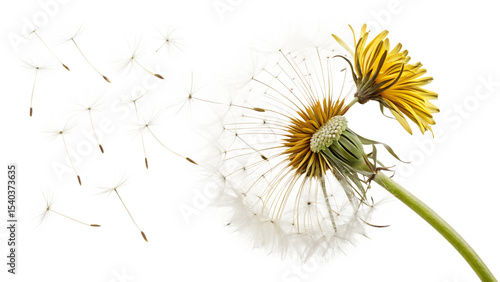 Wallpaper Mural Dandelion though often considered a weed on white background PNG. AI GENERATED Torontodigital.ca