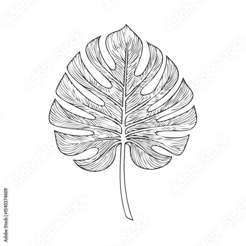 Elegant Monstera Leaf Illustration Isolated on Black Backdrop A Tropical Botanical Art Design for Prints and Backgrounds