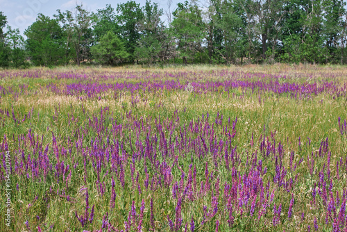 Salvia nemorosa