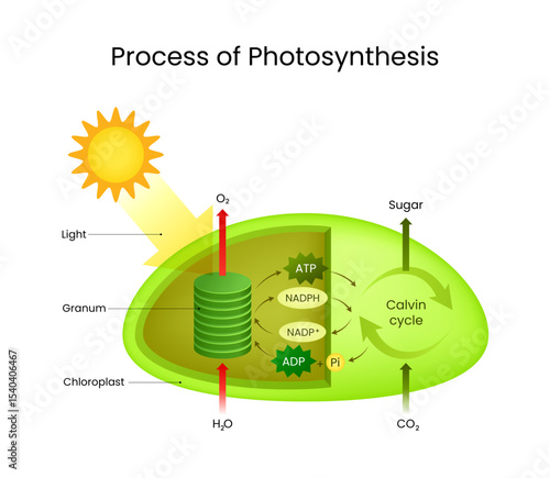 Process of Photosynthesis in Plant Cell