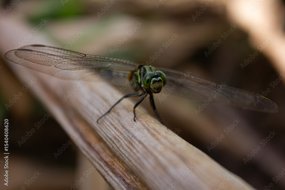 Direct macro shot of a dragonfly perched on a branch, highlighting its large eyes and outstretched wings Direct macro shot of a dragonfly perched on a branch, highlighting its large eyes and outstretched wings