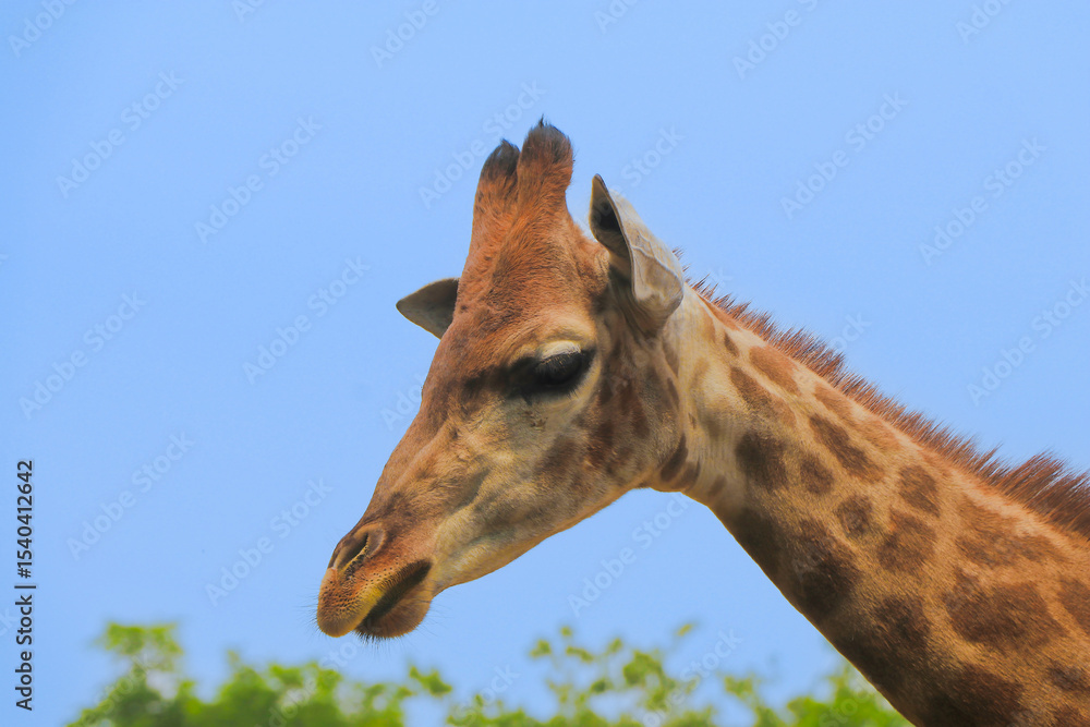 Obraz premium Giraffe Profile Against Blue Sky