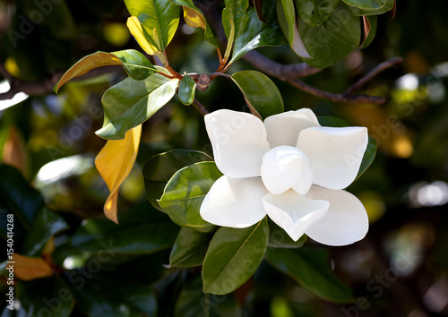 Large white Magnolia grandiflora flower in the park

