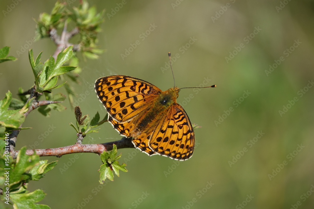 Fototapeta premium dark green fritillary butterfly (Speyeria aglaja)