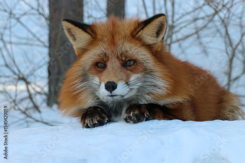 Obraz na plátně Close-up portrait of a red fox in the snow