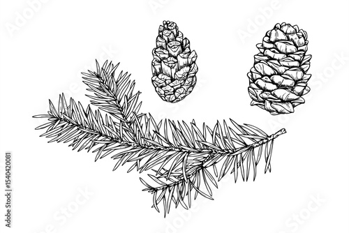 Monochrome vector set of spruce tree branch and cones painted by black inks. Decorative twig with needles for Christmas decoration, winter themed packaging, rustic label, Scandinavian style design