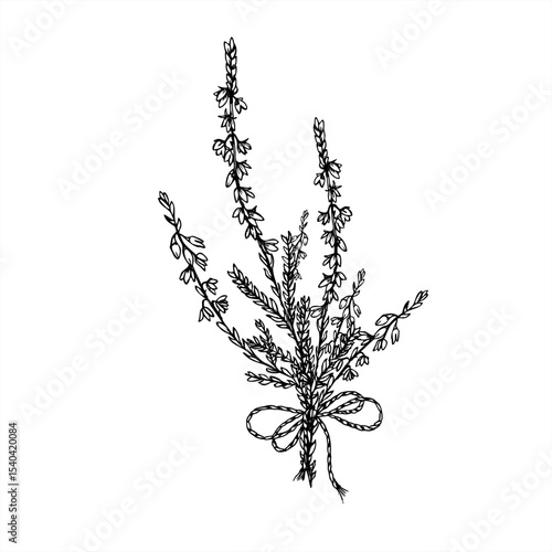 Monochrome vector bouquet of heather branches with decorative bow. Nordic blooming plant etching drawing for wedding invitation, rustic label, herbal product packaging, and vintage style decor.