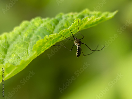 A close-up of a black-and-white striped mosquito perched on a green leaf, with a soft green background.