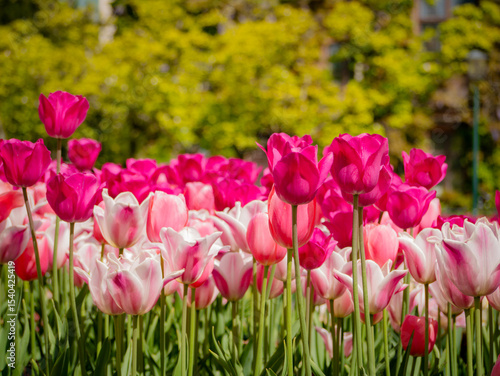 Blooming pink and white tulips at Lund University, Sweden, set against lush greenery. A vibrant spring scene capturing the seasonal beauty of Scandinavian gardens.