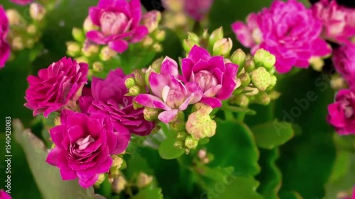 pink flowers in the garden