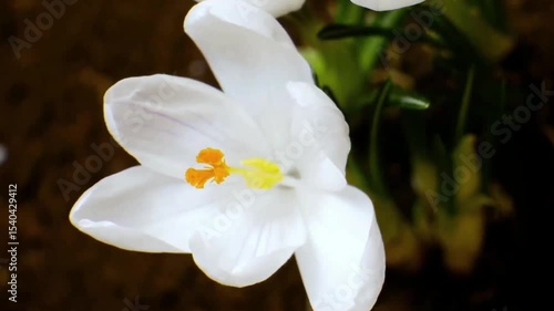 white narcissus flower