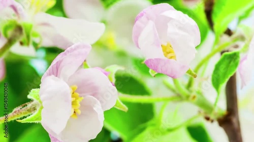 pink magnolia flowers