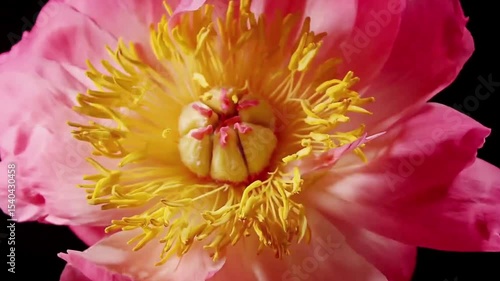 red-pink-yellow flower