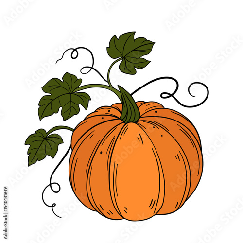 Orange pumpkin agriculture vegetable. Halloween and thanksgiving autumn occasions. October festival decoration. Element collection line art hand drawn