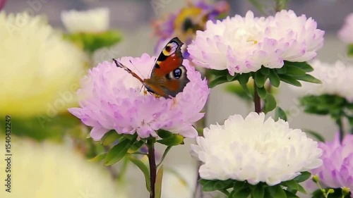 bee on pink flower