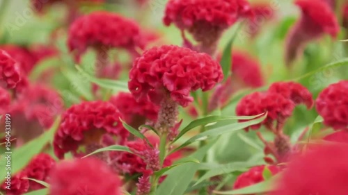 red flowers