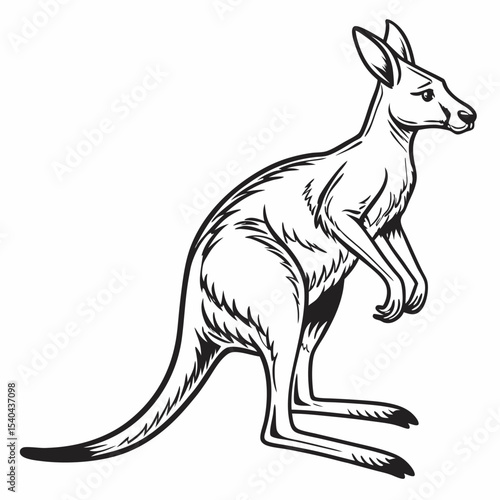 kangaroo vector illustration