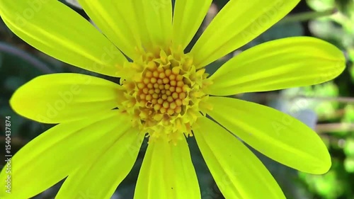 yellow flower with dew drops