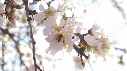 cherry blossom in spring