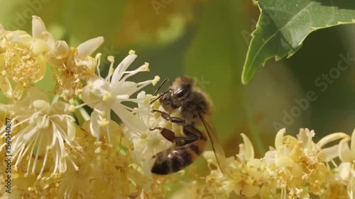 bee on a flower
