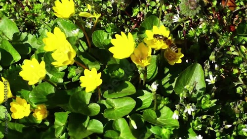 yellow flowers in spring