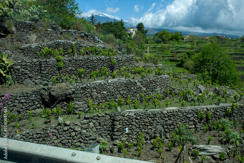 Terraced vineyards with young grapevines on the fertile volcanic slopes of Mount Etna in Sicily.