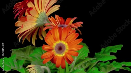 red and yellow flower